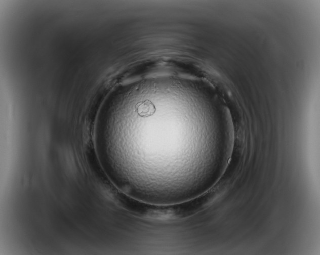 X0000086100554200703301217
