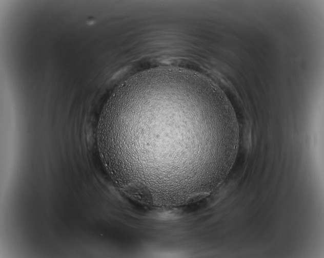 X0000086100569200703301217