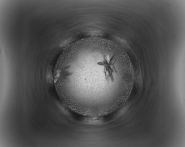 X0000086100622200703301216
