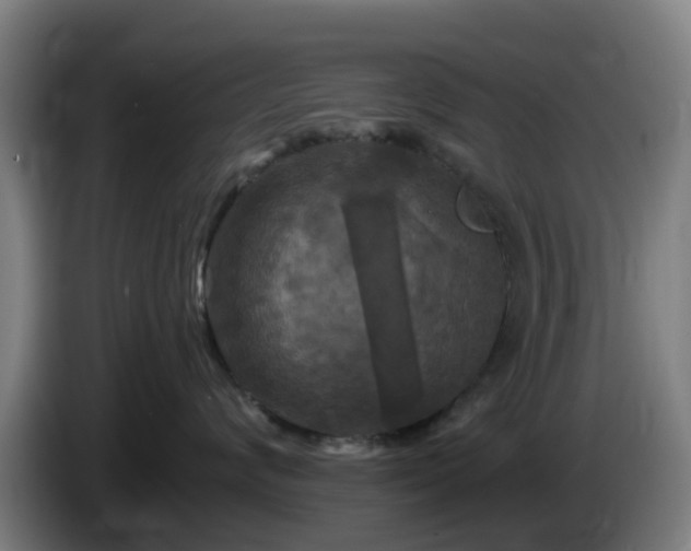 X0000086100624200703301216
