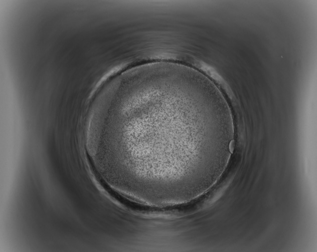 X0000086100625200703301215