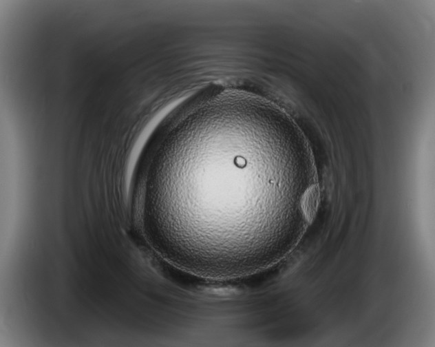 X0000086100650200703301216