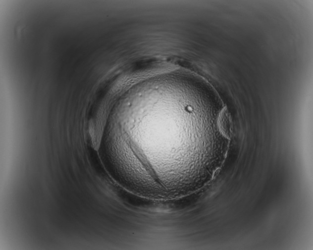 X0000086100656200703301216