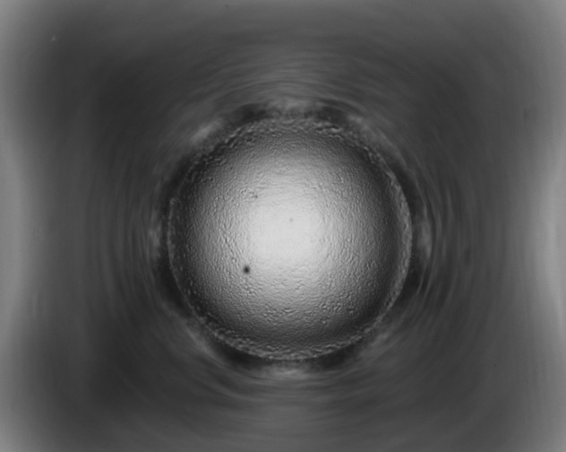 X0000086100668200703301216