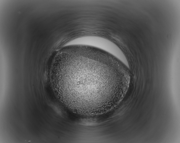 X0000086100691200703301215