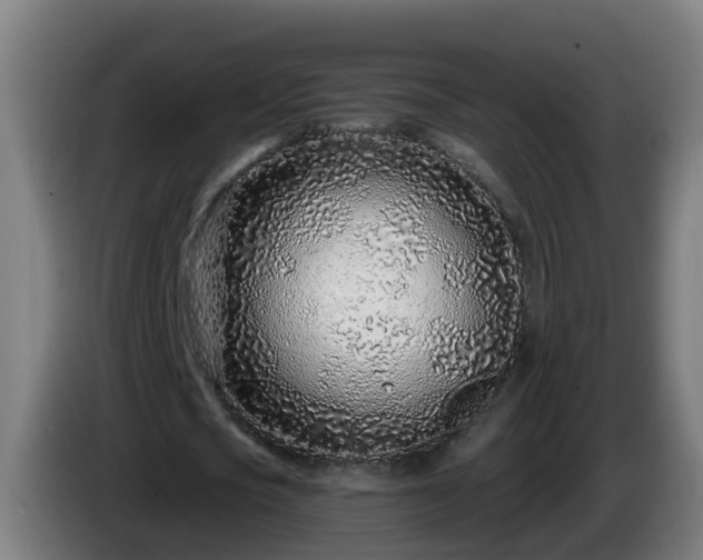 X0000086100721200703301214