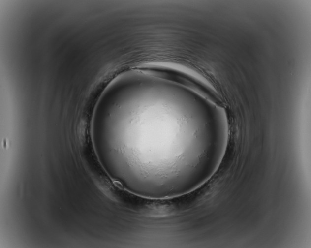 X0000086100742200703301214