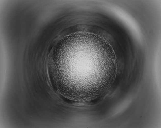 X0000086100765200703301214