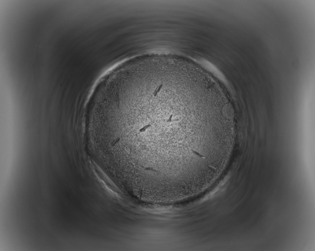 X0000086100831200703301213