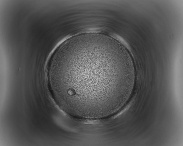 X0000086100835200703301213
