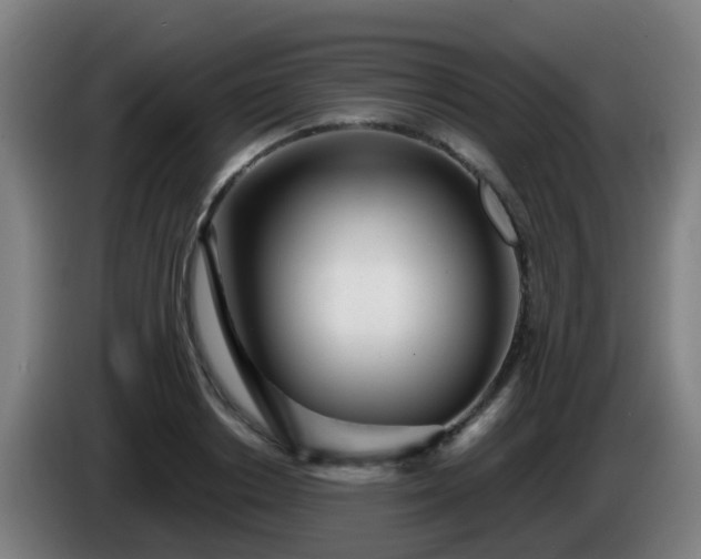 X0000086100842200703301213