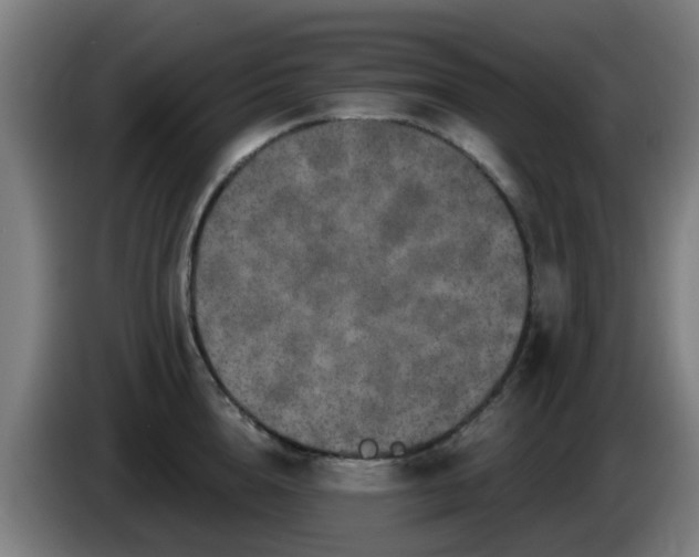 X0000086100856200703301213
