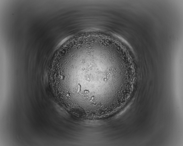 X0000086100921200703301211