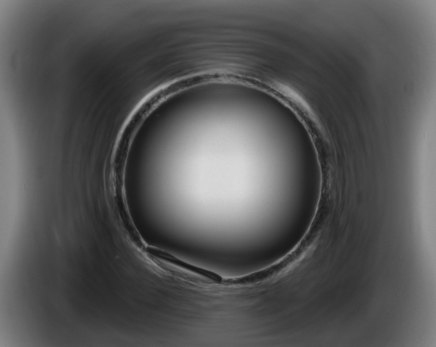 X0000086100924200703301211
