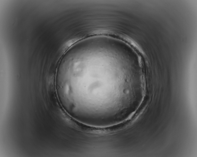 X0000086100937200703301211