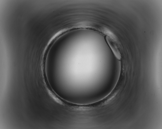 X0000086100942200703301211