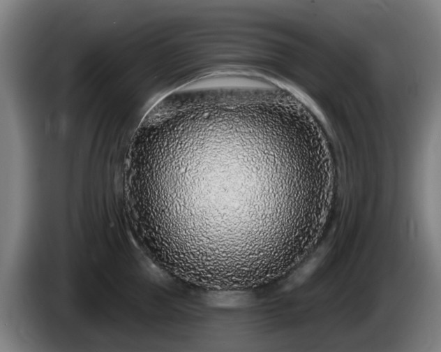 X0000086100953200703301212