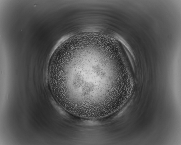 X0000086100994200703301211