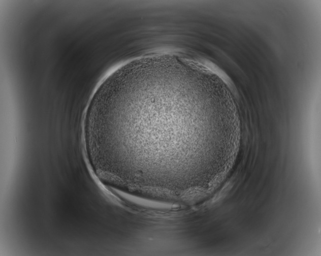 X0000086101055200703301210