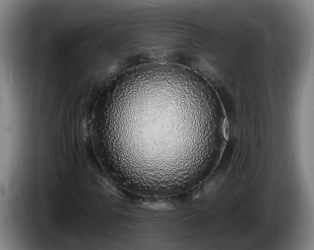 X0000086101106200703301208