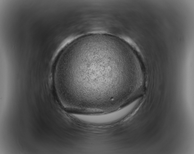 X0000086101167200703301208