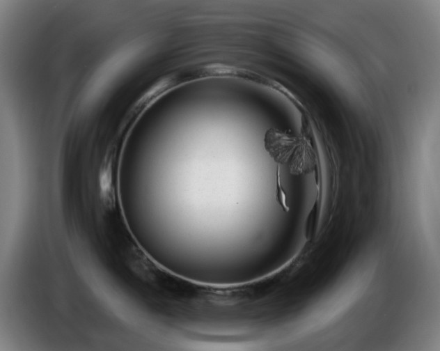 X0000086101198200703301208