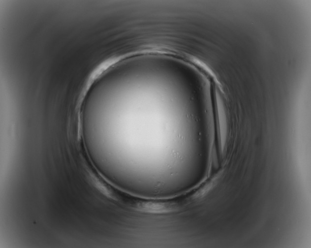 X0000086101371200703301205