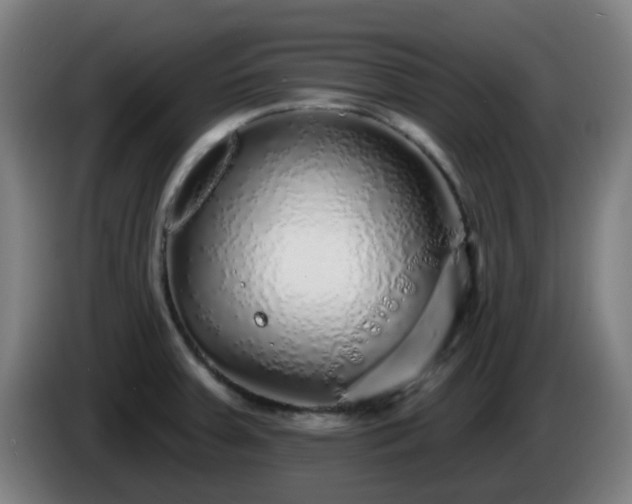 X0000086101379200703301205