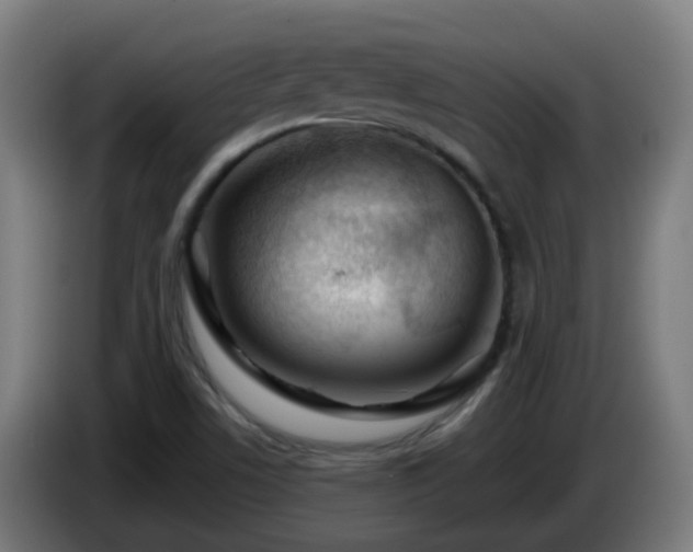 X0000086101506200703301202