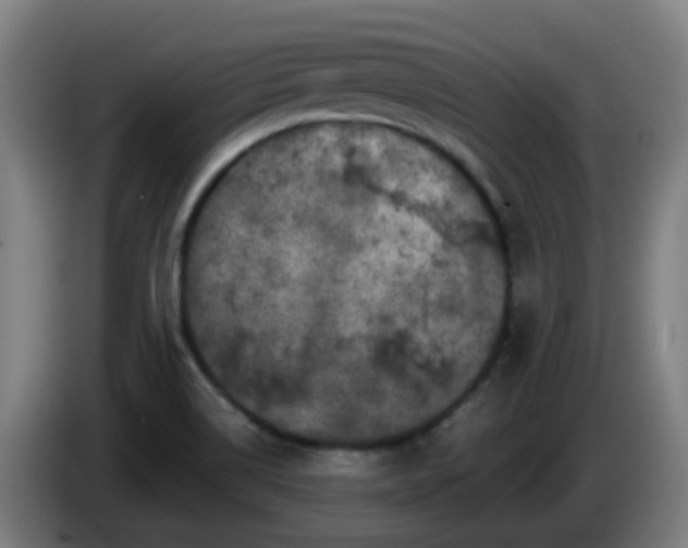 X0000086101514200703301202