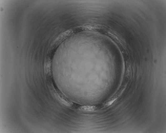 X0000086100526200704091355