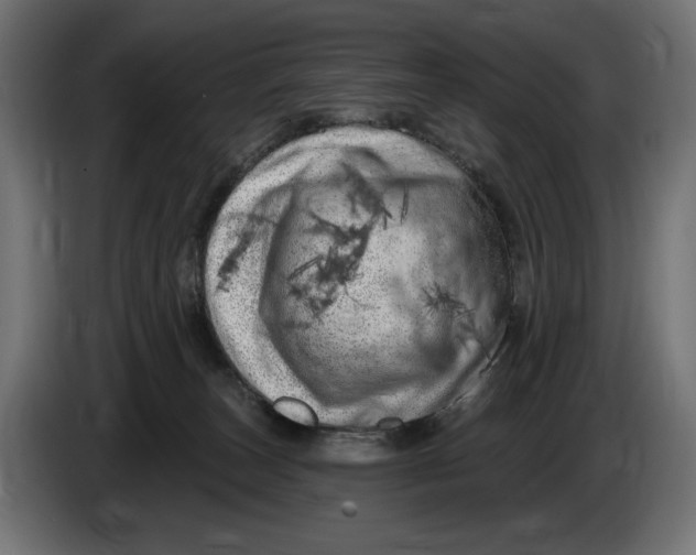 X0000086100179200704132155