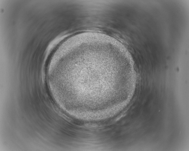 X0000086100294200704202248