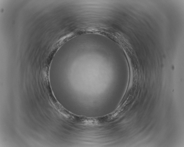 X0000086100415200704202246