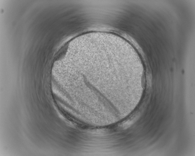 X0000086100433200704202245