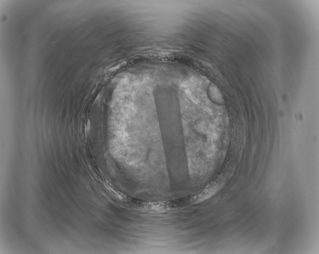 X0000086100624200704202242