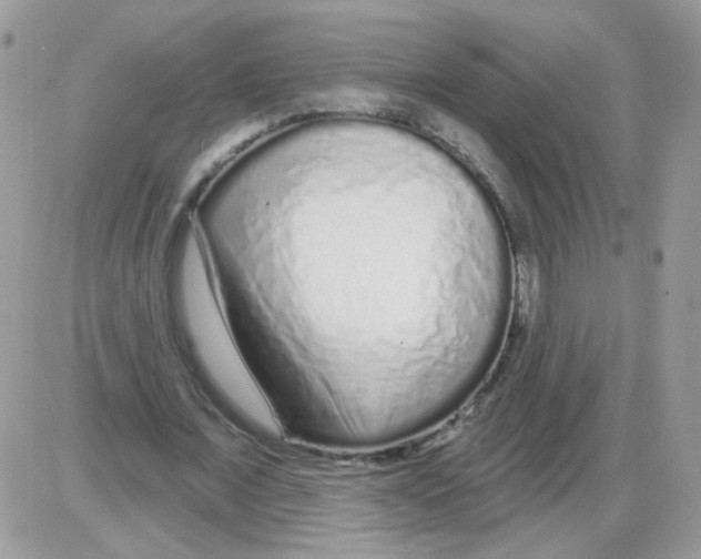 X0000086100675200704202241