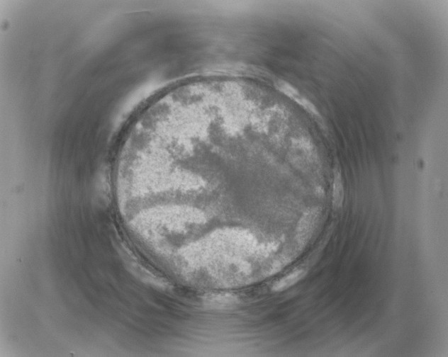 X0000086101454200704202229