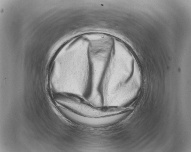 X0000086101511200704202228