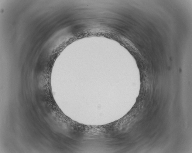 X0000086110824200703231114