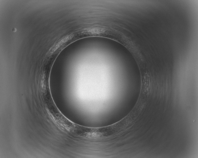 X0000086110212200703231510