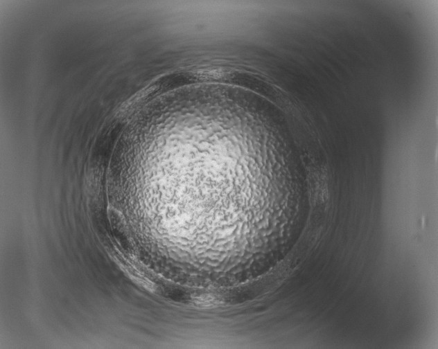 X0000086110409200703231506