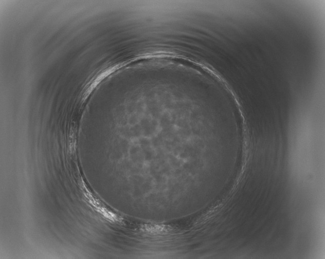 X0000086110945200703231457