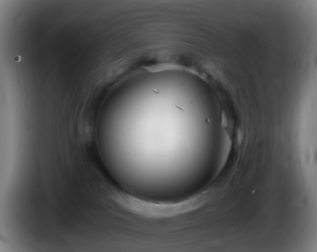 X0000086110039200703301246