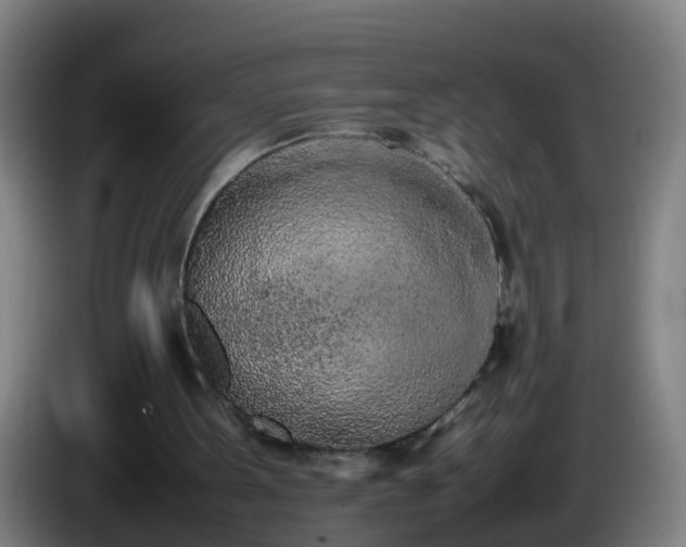 X0000086110099200703301246