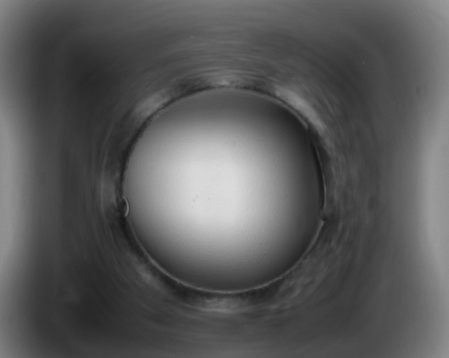 X0000086110105200703301245