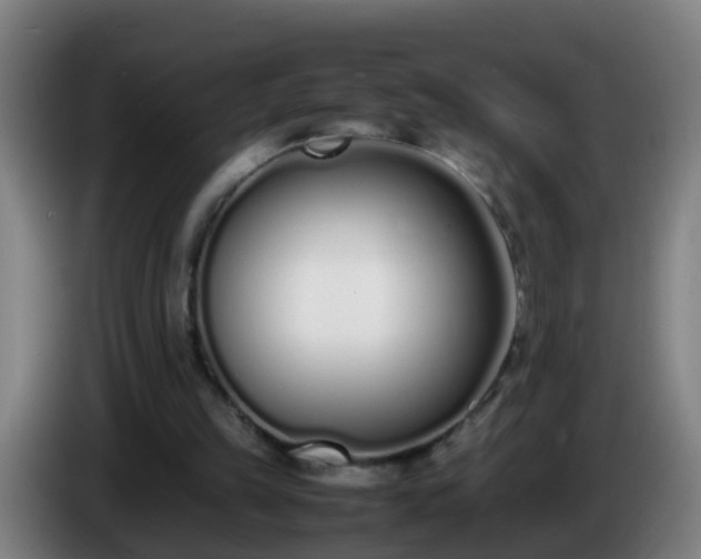 X0000086110149200703301244