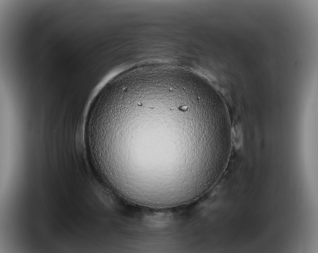 X0000086110196200703301244