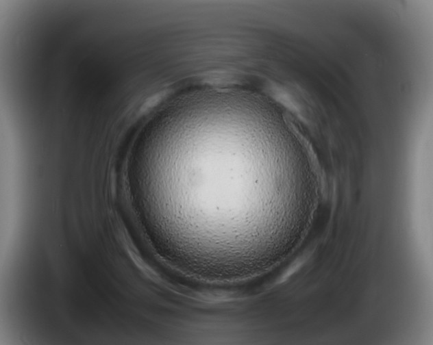 X0000086110205200703301244