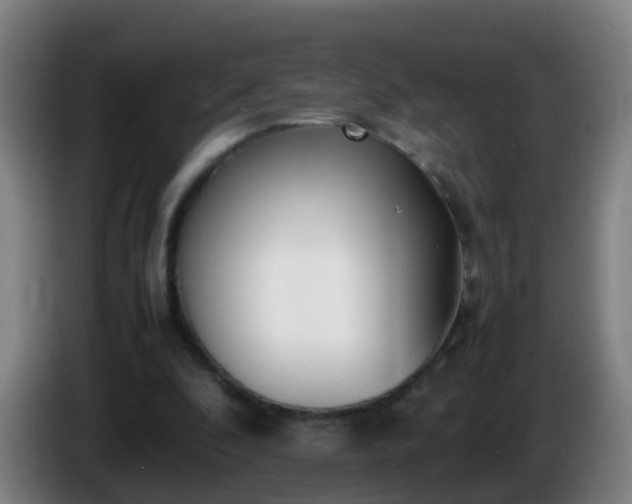 X0000086110296200703301243